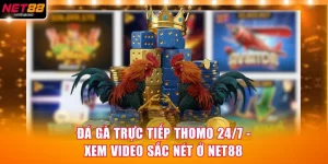 Đá Gà Trực Tiếp Thomo 24/7