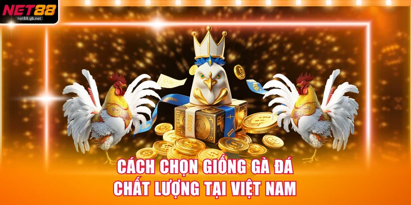 Cách chọn giống gà đá chất lượng tại Việt Nam