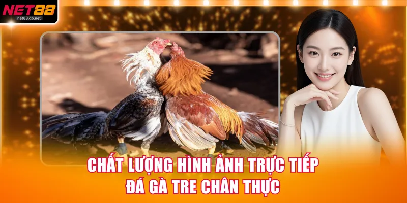 Chất lượng hình ảnh trực tiếp đá gà tre chân thực