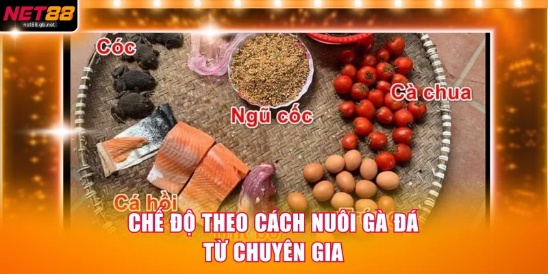 Chế độ theo cách nuôi gà đá từ chuyên gia