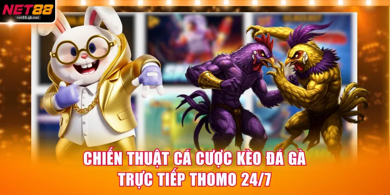 Chiến thuật cá cược kèo đá gà trực tiếp Thomo 24/7