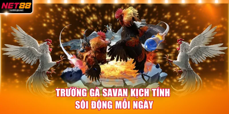 Trường gà Savan kịch tính sôi động mỗi ngày